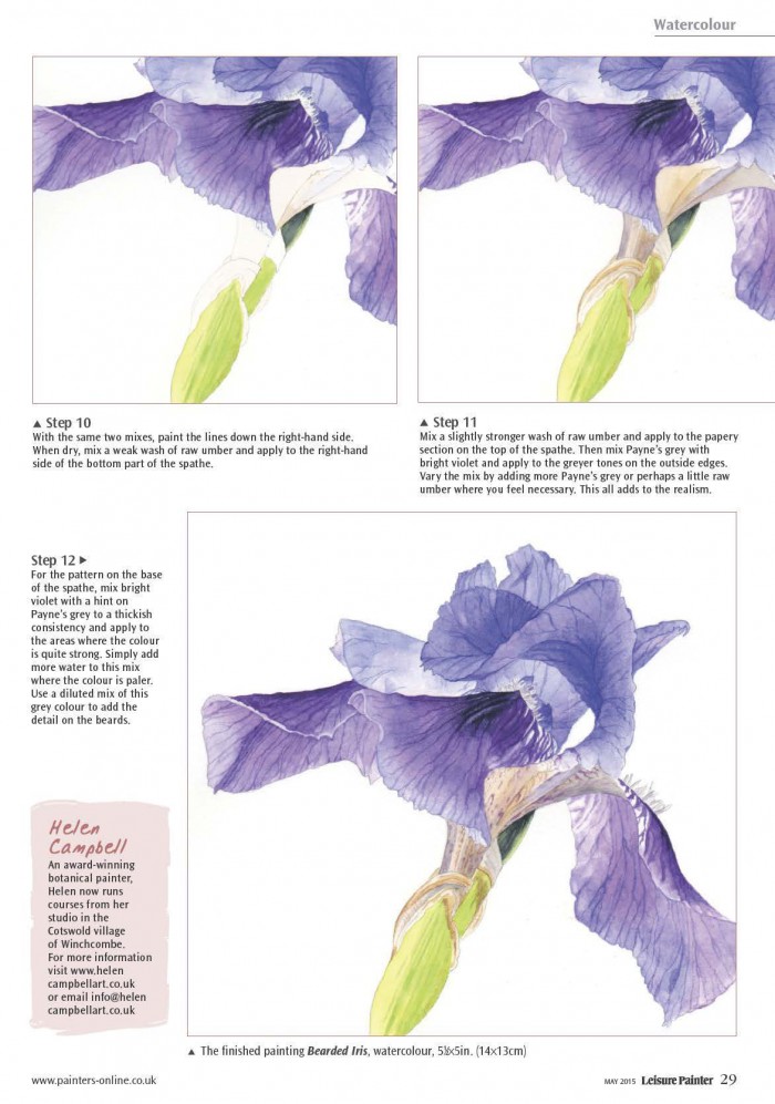 Helen Campbell Art | Free Watercolour Tutorial Download – Bearded Iris ...